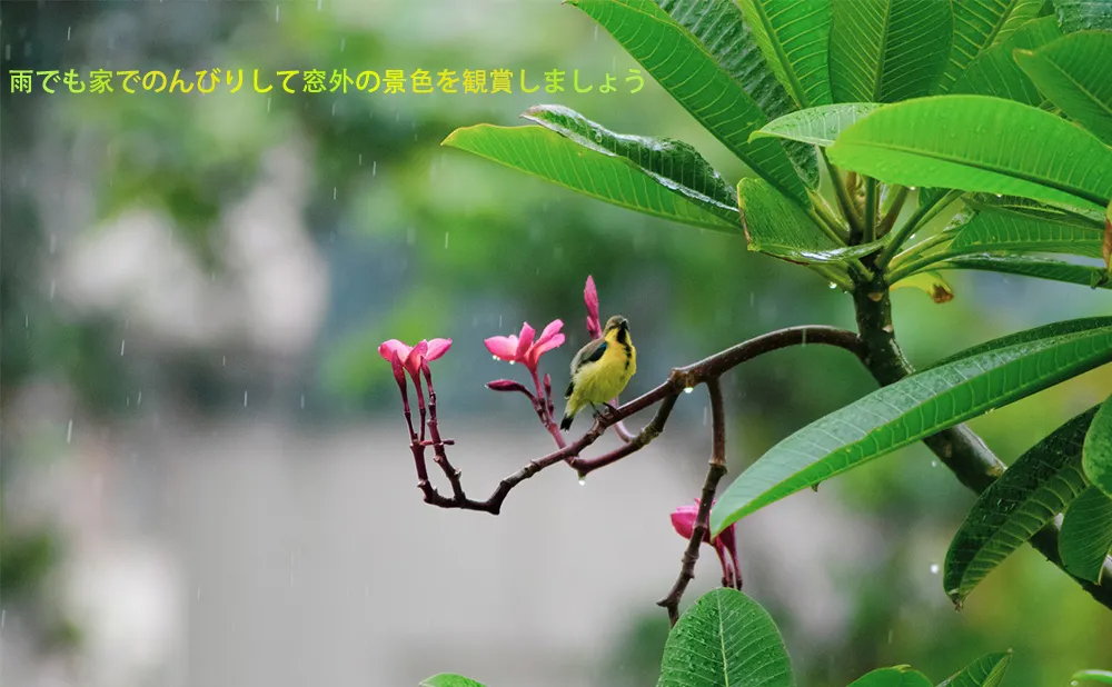 雨でも家でのんびりして窓外の景色を観賞しましょう。 doloremque