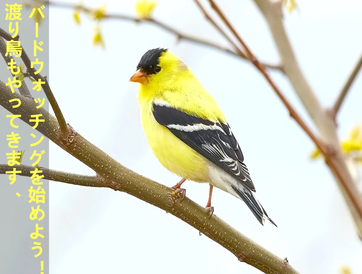 渡り鳥もやってきます、バードウォッチングを始めよう！ doloremque