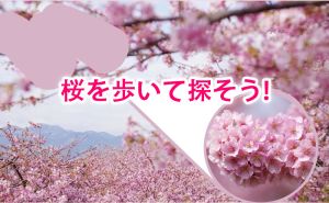 2025年 第五回桜開花予想｜桜を歩いて探そう！ doloremque