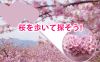 2025年 第五回桜開花予想｜桜を歩いて探そう！