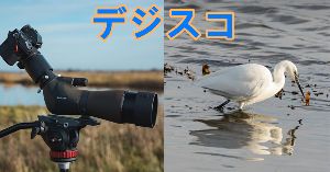 自分で用意したの　"「デジスコ」" doloremque