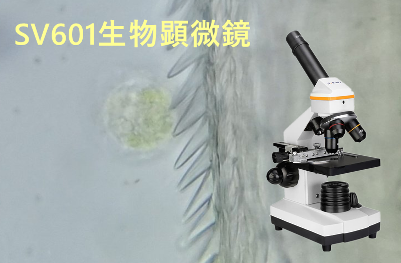 SV601生物顕微鏡の使用テスト