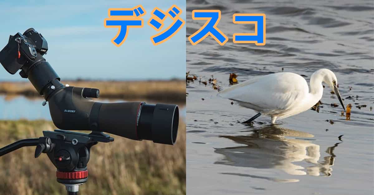 自分で用意したの "「デジスコ」"