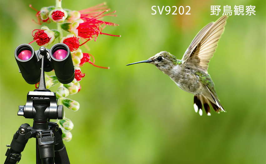 SV9202野鳥.jpg